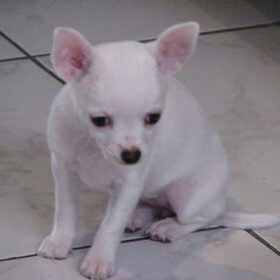 Chica