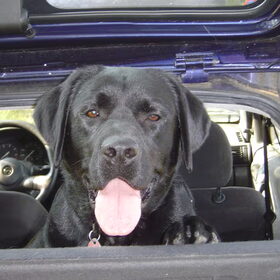 In de auto