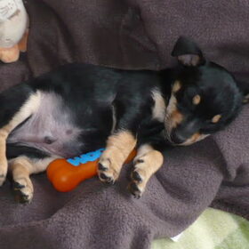 mijn kleine baby jack