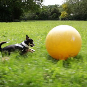 Treibball chihuahua