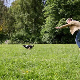 Treibball chihuahua