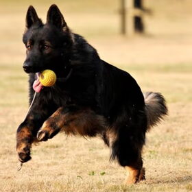 Genietend van z'n beloning ..... de bal!