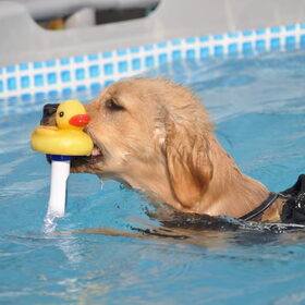 Al een echte Retriever in de maak!!