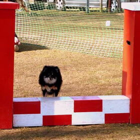 Max tijdens agility