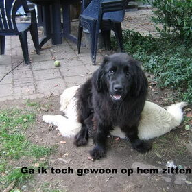 Doggy sitten
