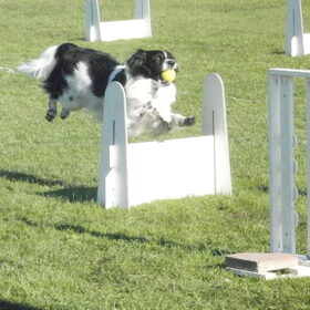 Flyball