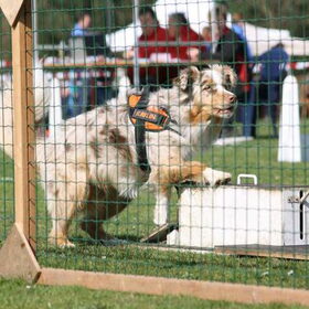 Flyball
