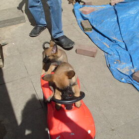Alles is een hond te leren