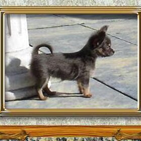 laila als pup