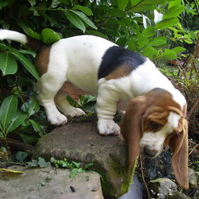 Bassethound Fynn