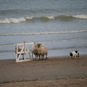 Sheep at the beach