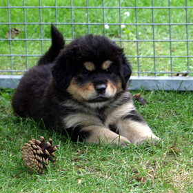 Günga Nima's Flaguni Ling-Fa , een Tibetaans Mastiff pupje…
