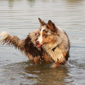 Brynn in het water