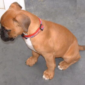 Boy als pup