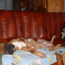 leukste luie hond