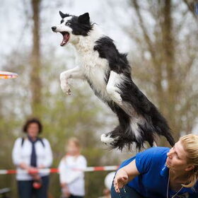 Wij en de frisbee