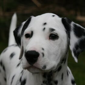 Jemen 10 weekjes oud!