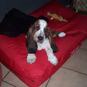 Bassie, 12 weken oud