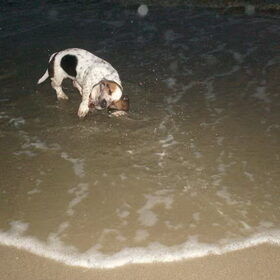 Bassie aan zee