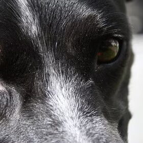 In to the dogs eyes