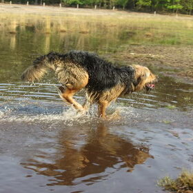 weerspiegeling van Levi in galop.