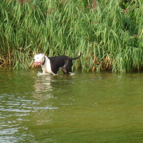 Koud water vrees