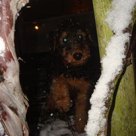 Eerste sneeuw