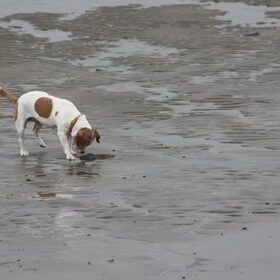 He, een andere hond!