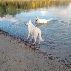 2 white Shadows
