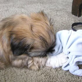 max als pup