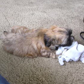 max als puppy