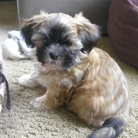 max als kleine pup