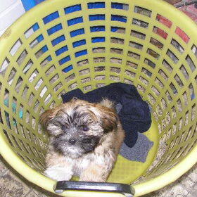 max in de wasmand