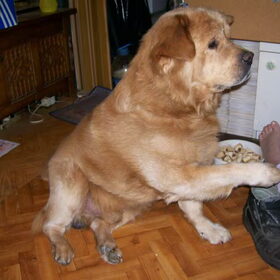hond geef zelf een pootje zonder da ik da vraag ^^