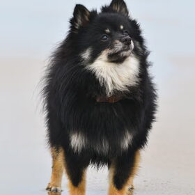 Max op het strand