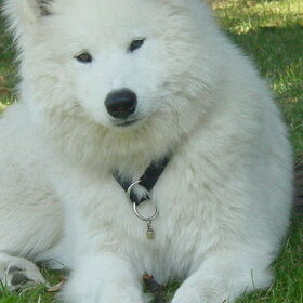 Grote pup (L)(L)