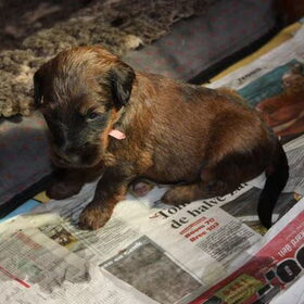 ons pupy meisje indira
