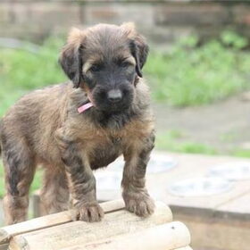 pupy indira