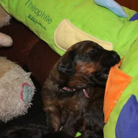 puppy indira