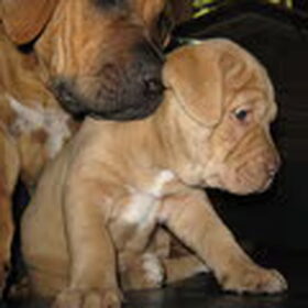 Drago en Demi