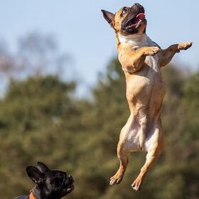 Cha cha cha in de lucht
