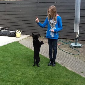 Budddie aan het springen.