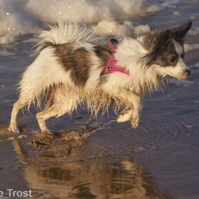 Springen van plas naar plas
