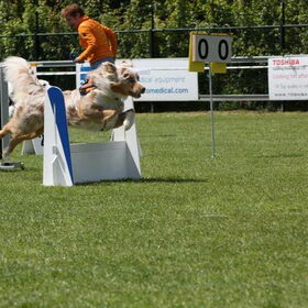 lekker flyballen