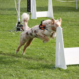 flyball