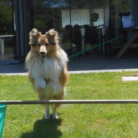 zeker dat ik een shetland sheepdog ben en geen shetland…