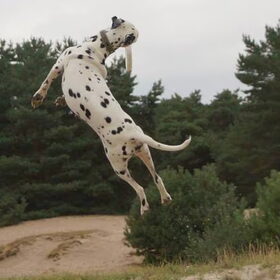 Curly-Jump