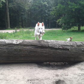 White Shadow