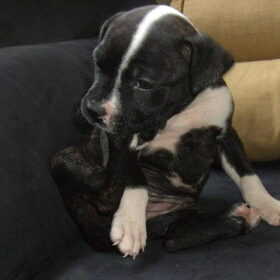 5 weken puppie-power!