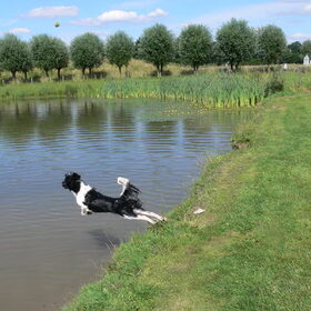 Diemer
